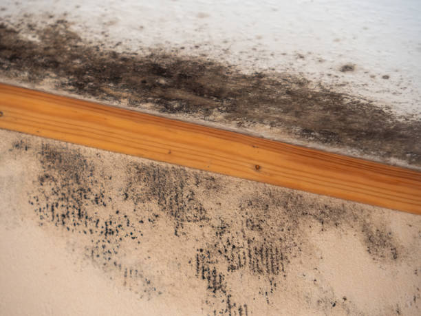Trusted Simpson, PA Mold Removal Experts