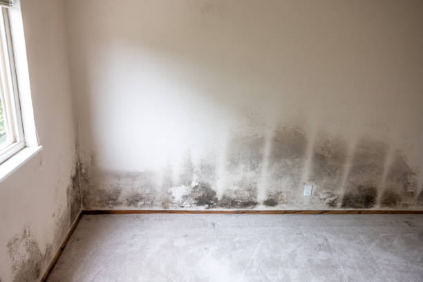 Best Airborne Mold Testing  in Simpson, PA