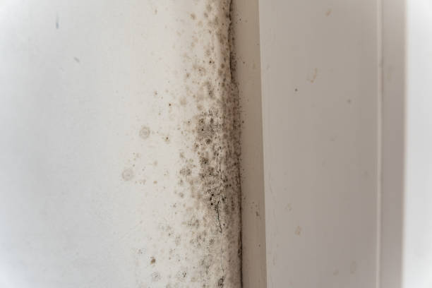 Best HVAC Mold Inspection and Cleaning  in Simpson, PA