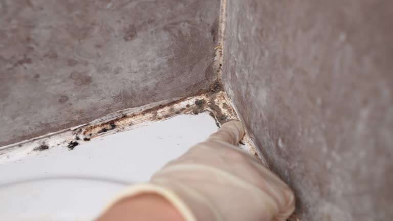 Asbestos and Lead Testing During Mold Inspection in Simpson, PA